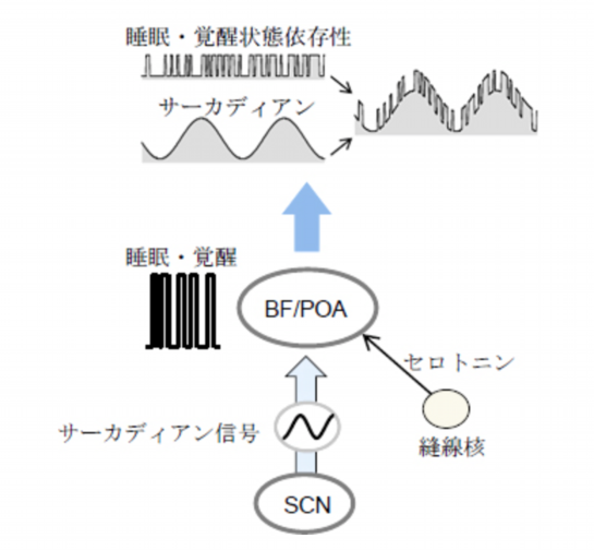 催眠療法と脳科学4