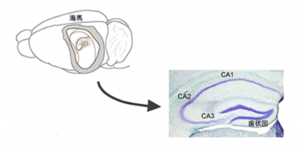 催眠療法と脳科学