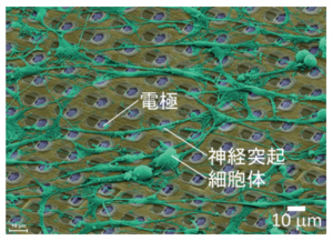 催眠療法と脳科学